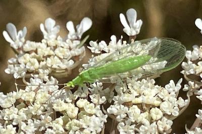 <i>Chrysoperla</i>