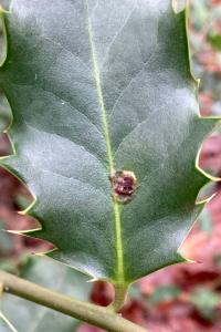 <i>Phytomyza ilicis</i>