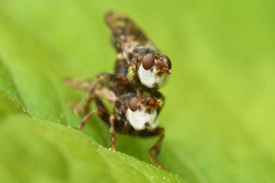 <i>Myopa tessellatipennis</i>