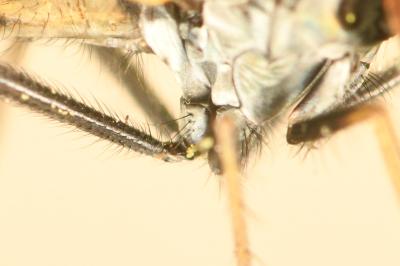<i>Argyra</i>