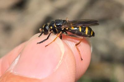 <i>Temnostoma bombylans</i>