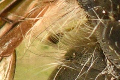 <i>Bombylius cinerascens</i>