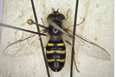 <i>Scaeva mecogramma</i>