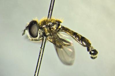 <i>Pipizella annulata</i>
