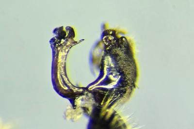 <i>Pipizella annulata</i>