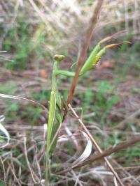 <i>Mantis religiosa</i>