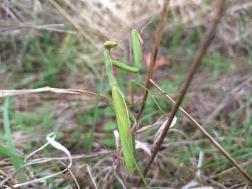 <i>Mantis religiosa</i>