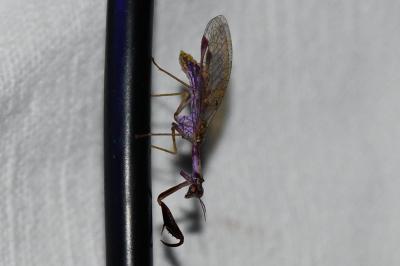 <i>Mantispa styriaca</i>