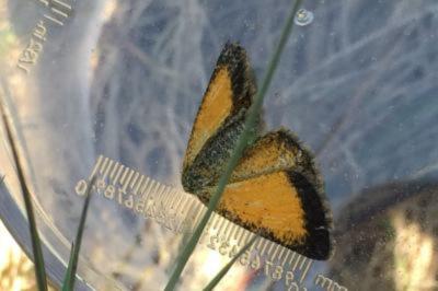 Isturgia limbaria
