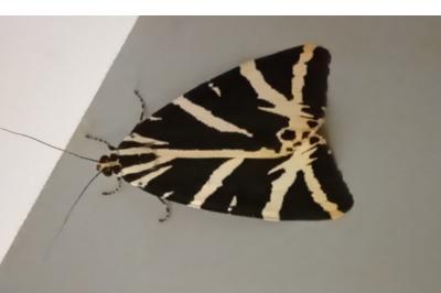 Euplagia quadripunctaria
