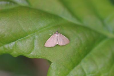 Minoa murinata