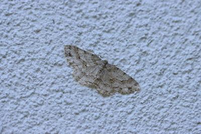 Ectropis crepuscularia