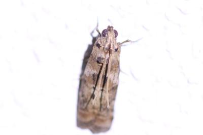 Phycita roborella