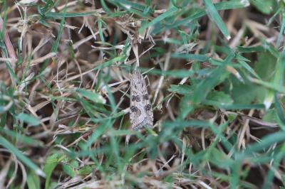 Nomophila noctuella