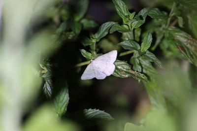 Pseudoterpna pruinata