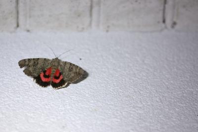 Catocala electa
