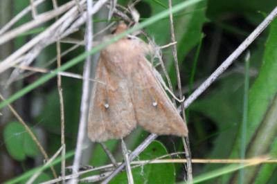 Mythimna albipuncta