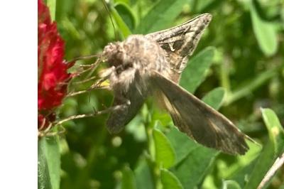 Autographa gamma