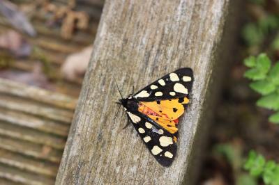 Arctia villica