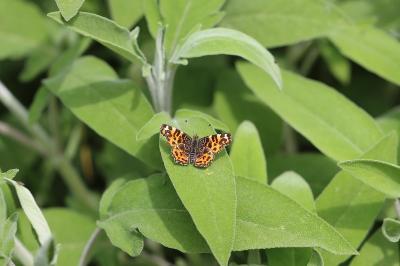 Araschnia levana