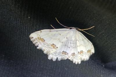 Scopula ornata