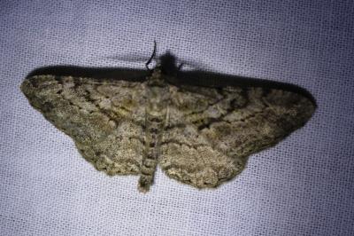 Peribatodes rhomboidaria