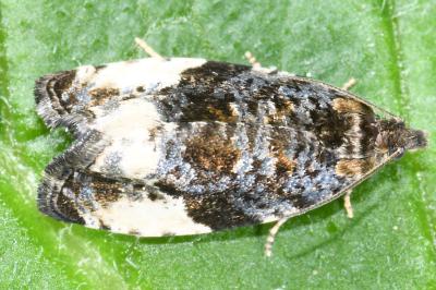 Hedya pruniana