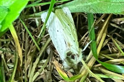 Spilosoma lubricipeda