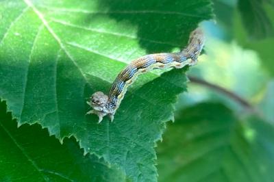 Erannis defoliaria