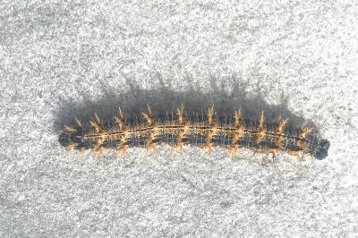Nymphalis polychloros