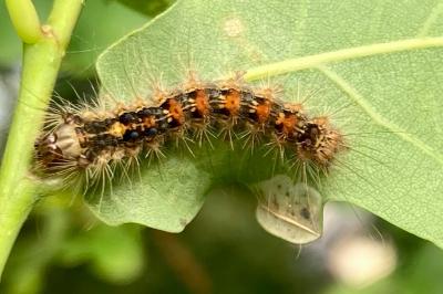 Lymantria dispar