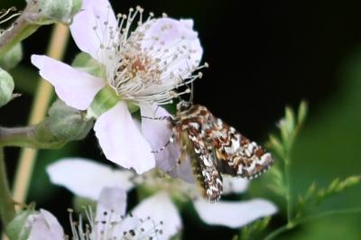 Anarta myrtilli