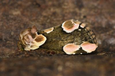 Thyatira batis