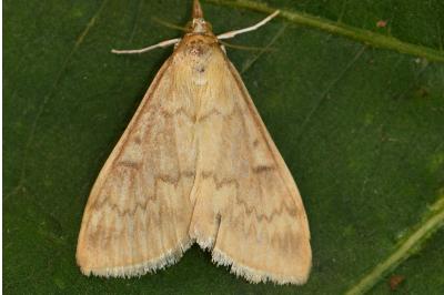 Ostrinia nubilalis
