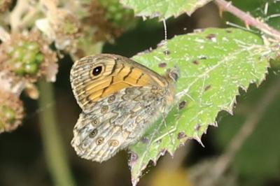 Lasiommata megera