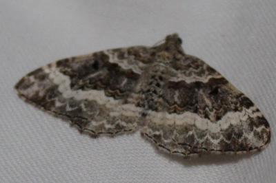 Epirrhoe alternata
