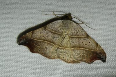 Laspeyria flexula