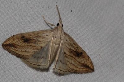 Evergestis forficalis