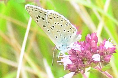 Phengaris arion