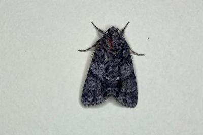 Acronicta rumicis