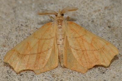 Ennomos quercinaria