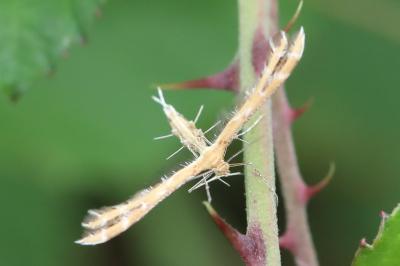 Oxyptilus laetus