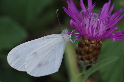 Leptidea sinapis