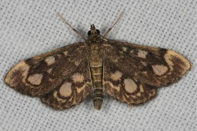 Anania coronata