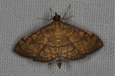 Anania verbascalis