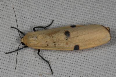 Lithosia quadra