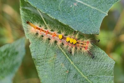 Orgyia antiqua