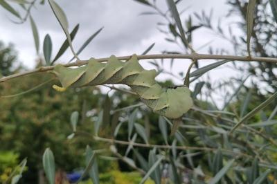 Acherontia atropos