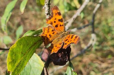 Polygonia c-album