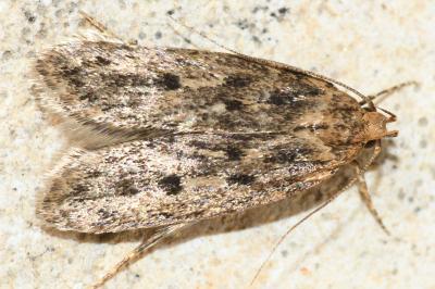 Hofmannophila pseudospretella